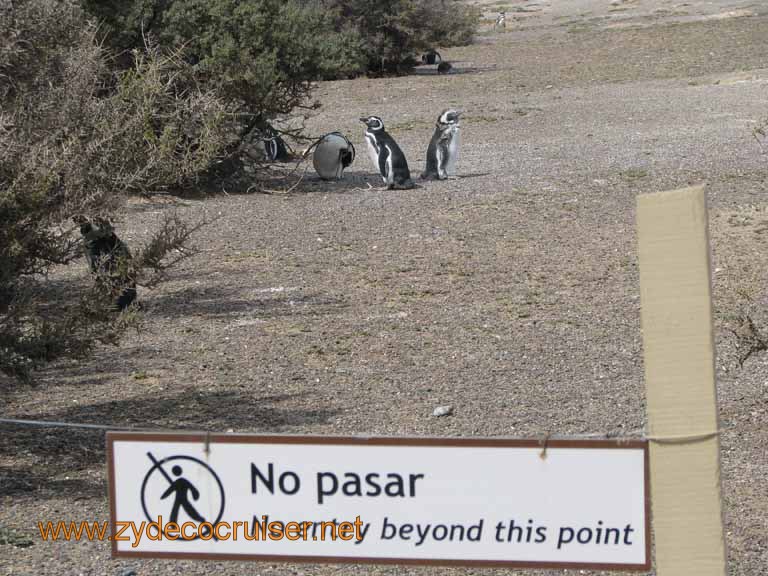 114: Carnival Splendor, Puerto Madryn, Penguins Paradise, Punta Tombo Tour - Magellanic penguins