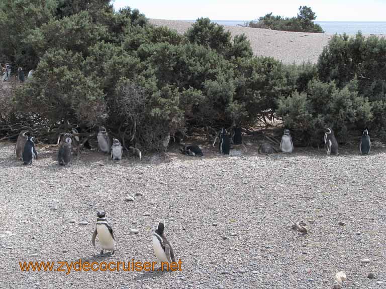 120: Carnival Splendor, Puerto Madryn, Penguins Paradise, Punta Tombo Tour - Magellanic penguins