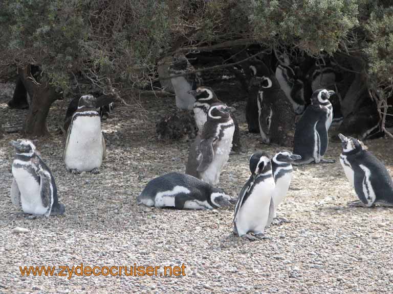 122: Carnival Splendor, Puerto Madryn, Penguins Paradise, Punta Tombo Tour - Magellanic penguins