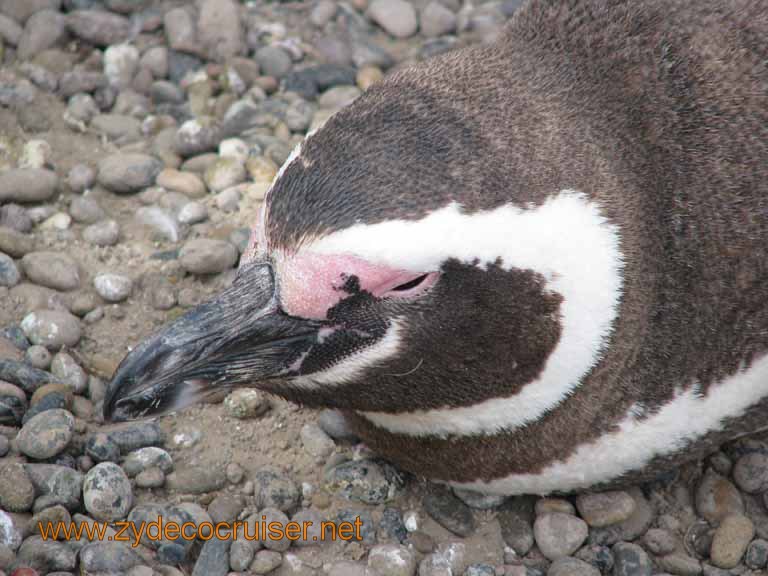 131: Carnival Splendor, Puerto Madryn, Penguins Paradise, Punta Tombo Tour - Magellanic Penguin