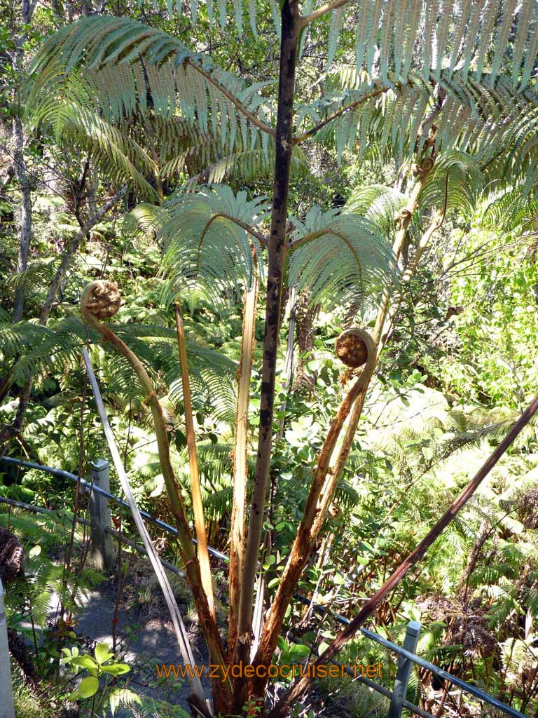 213: Carnival Spirit, Hilo, Hawaii, Hawaii (Hawai'i) Volcanoes National Park, Thurston Lava Tube