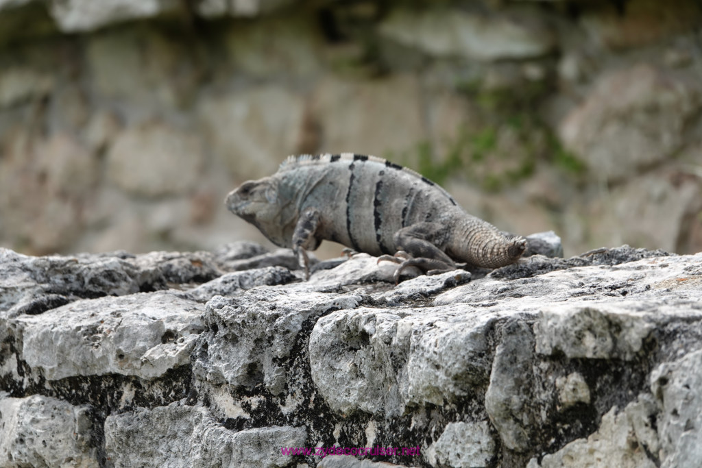 172: Carnival Valor Cruise, Progreso, The Ruins of Mayapan, 