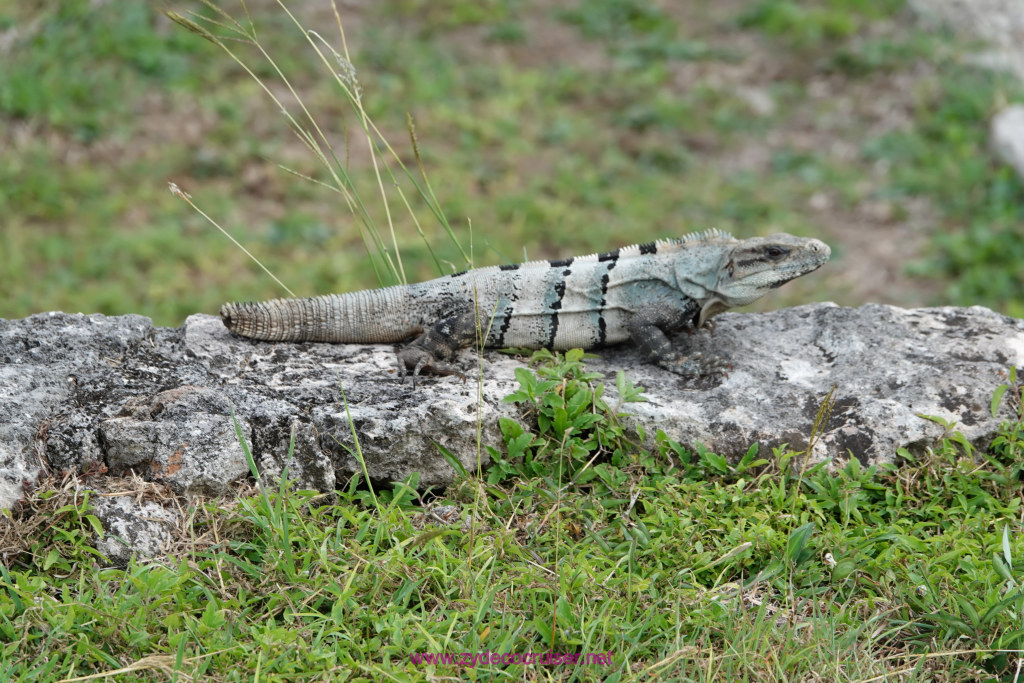 189: Carnival Valor Cruise, Progreso, The Ruins of Mayapan, 