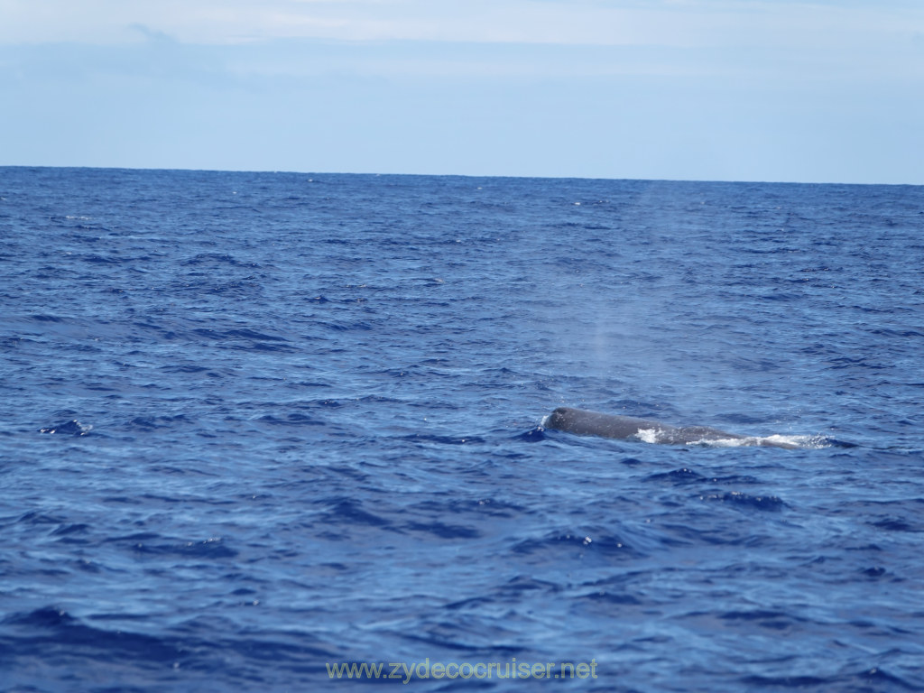 Carnival Venezia Transatlantic Cruise, Ponta Delgada, Moby Dick Whale and Dolphin Watching Tour, Sperm Whale