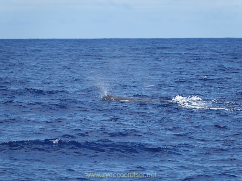 Carnival Venezia Transatlantic Cruise, Ponta Delgada, Moby Dick Whale and Dolphin Watching Tour, Sperm Whale