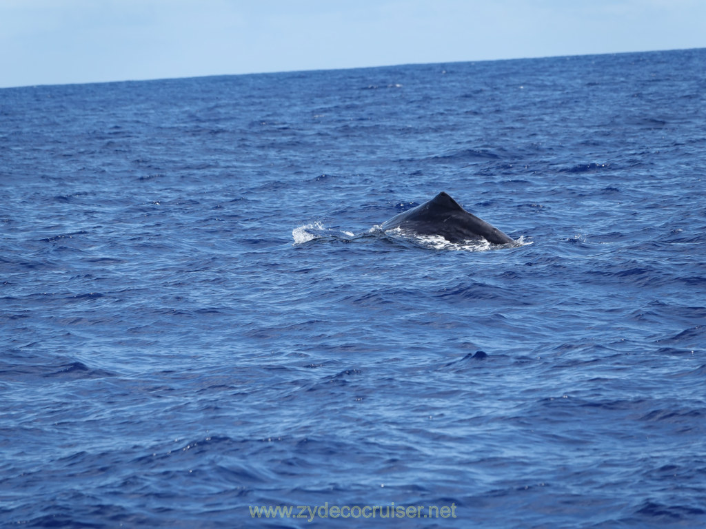 Carnival Venezia Transatlantic Cruise, Ponta Delgada, Moby Dick Whale and Dolphin Watching Tour, Sperm Whale