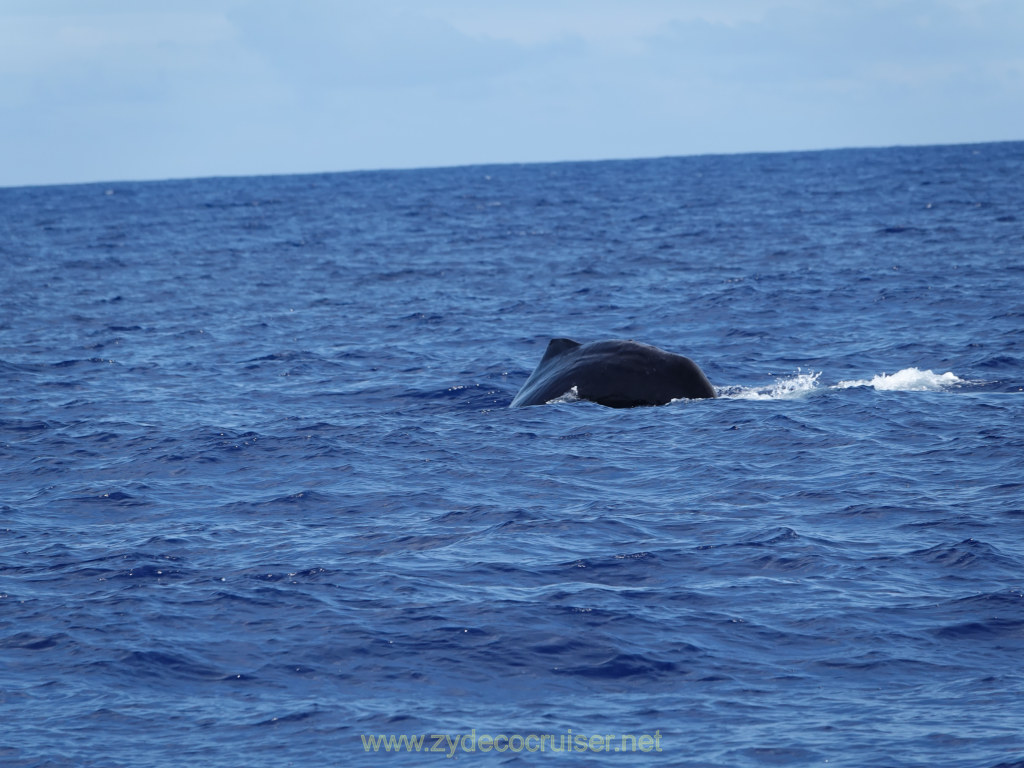 Carnival Venezia Transatlantic Cruise, Ponta Delgada, Moby Dick Whale and Dolphin Watching Tour, Sperm Whale