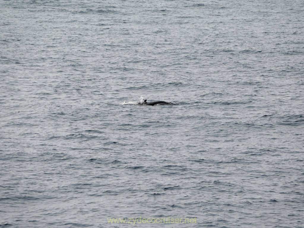 004: Carnival Venezia Transatlantic Cruise, Sea Day 8, Dolphins!