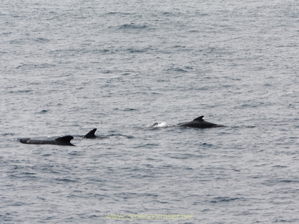 005: Carnival Venezia Transatlantic Cruise, Sea Day 8, Dolphins!