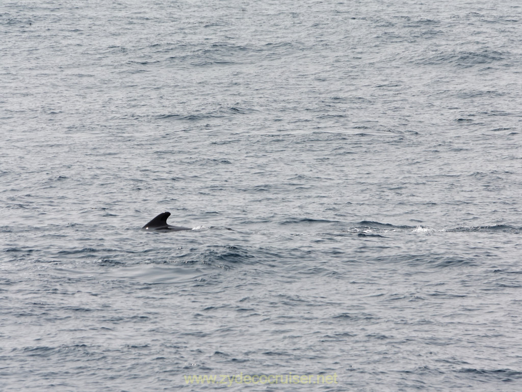 006: Carnival Venezia Transatlantic Cruise, Sea Day 8, Dolphins!