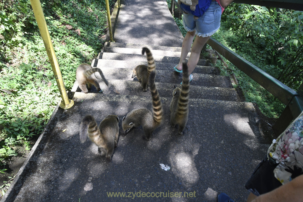 Coatimundi