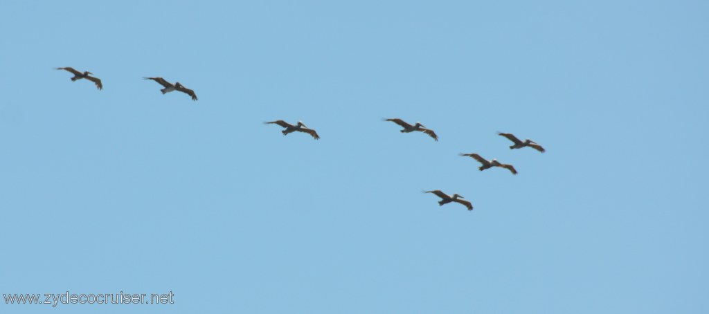 083: Island Packers, Island Wildlife Cruise, Anacapa Island, Pelicans