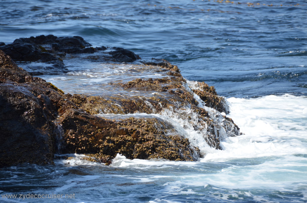 124: Island Packers, Island Wildlife Cruise, Anacapa Island, 