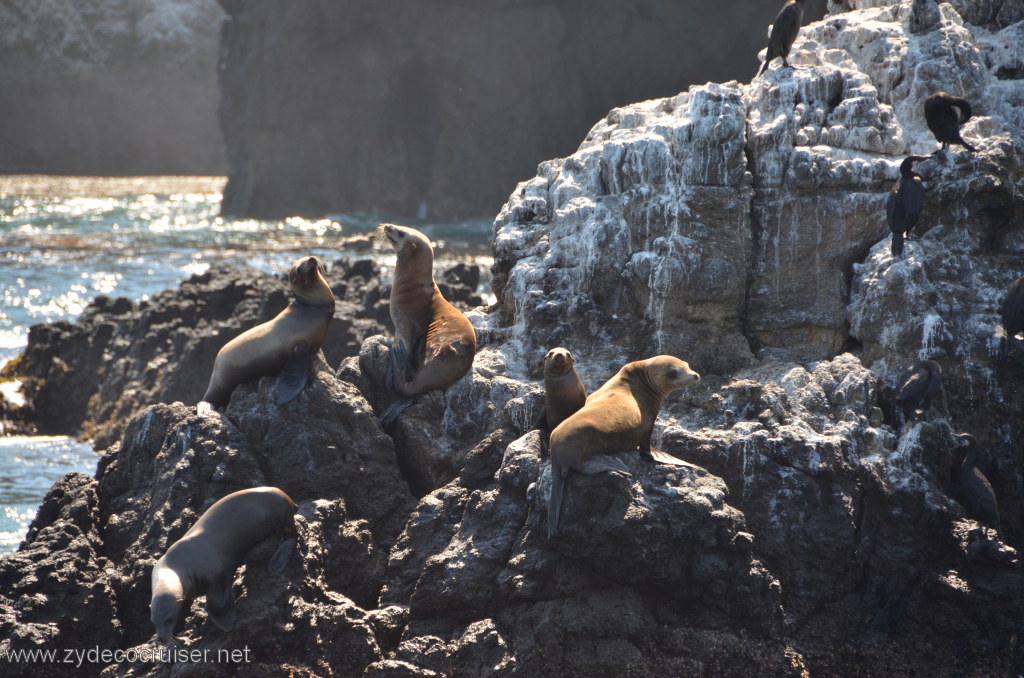 147: Island Packers, Island Wildlife Cruise, Anacapa Island, Seas