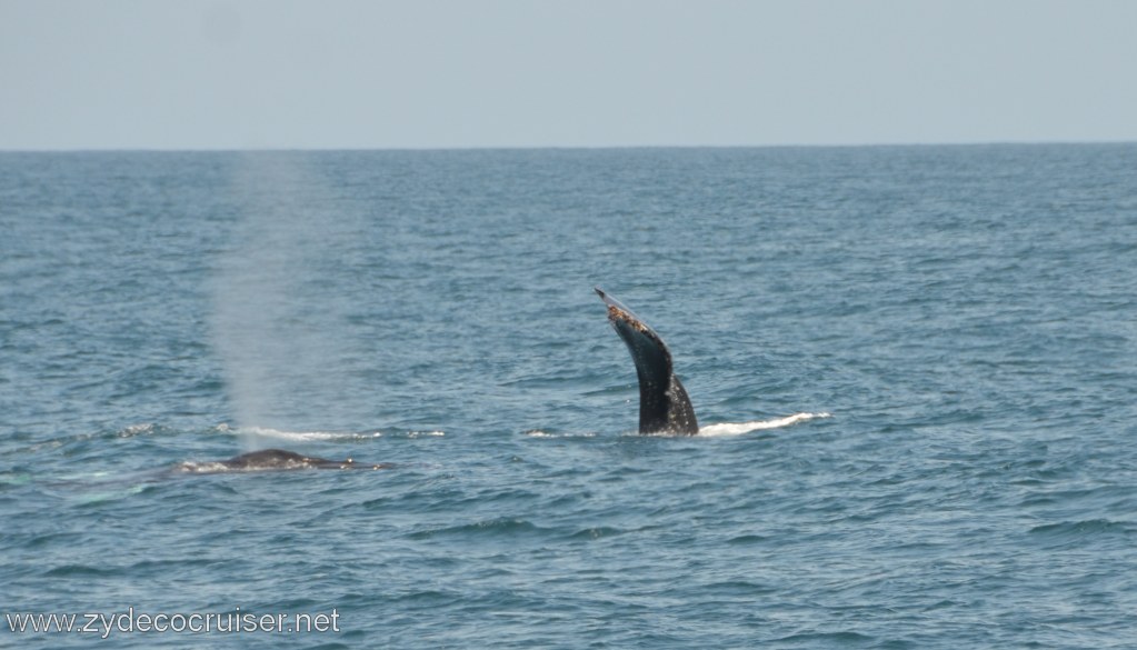 185: Island Packers, Ventura, CA, Whale Watching, Humpback Whale Fluke and spout