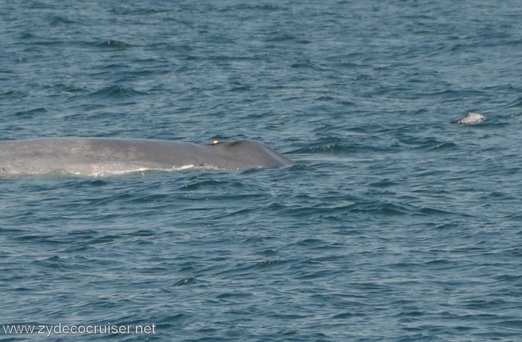 107: Island Packers, Ventura, CA, Whale Watching, Blue Whale, Two blowholes, as Baleen Whales have