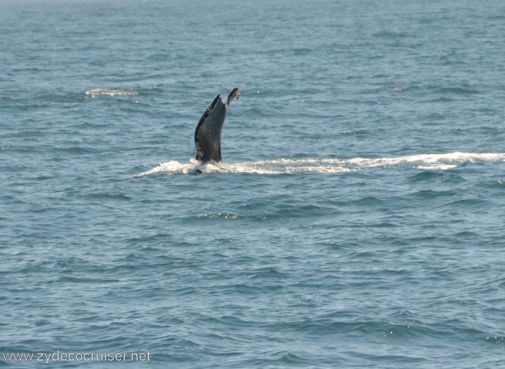 151: Island Packers, Ventura, CA, Whale Watching, Humpback whale fluke