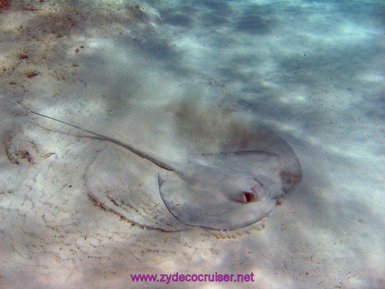 Carnival Valor, Costa Maya, Chac Chi, Large Stingray