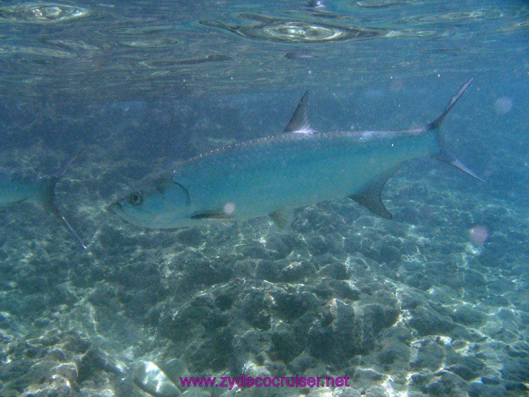 Carnival Valor, Grand Cayman, Huge Tarpon